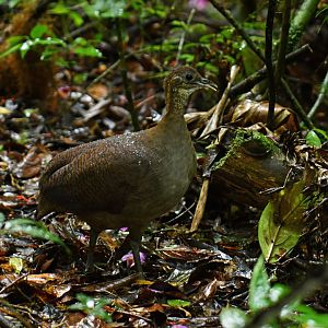 Solitary Tinamou (Tinamus solitarius)