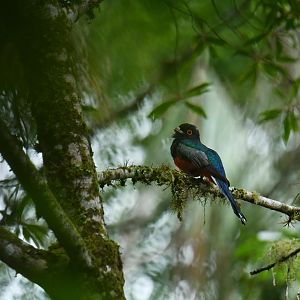 Surucua Trogon Trogon surrucura