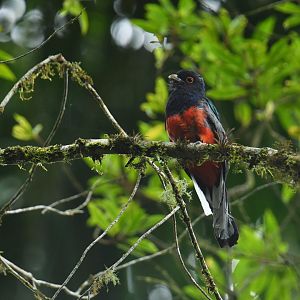 Surucua Trogon Trogon surrucura