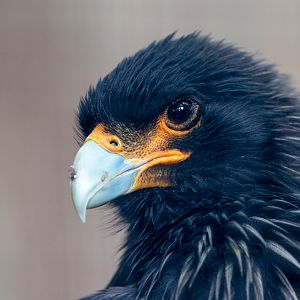 Striated caracara : Cotswold Falconry Centre : 04 Sep 2020