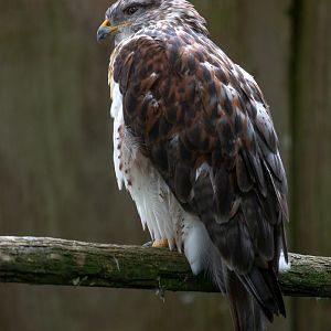 Ferruginous hawk : Cotswold Falconry Centre : 04 Sep 2020