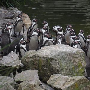 Humboldt penguins (Spheniscus humboldti) waiting to be fed, 2020-10-19