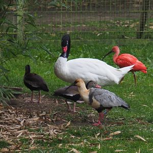 Different inhabitants of the South American aviary, 2020-10-19