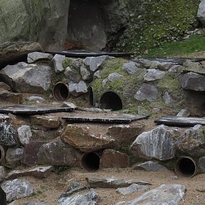 Inca tern nesting cavities, 2020-10-19