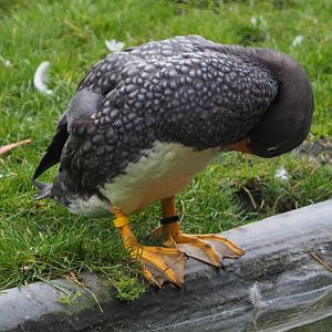 Magellanic steamer duck (Tachyeres pteneres), 2020-10-19