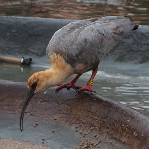 Black-faced ibis (Theristicus melanopis), 2020-10-19
