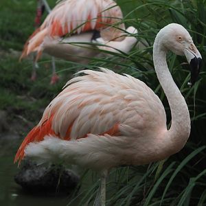 Chilean flamingo (Phoenicopterus chilensis), 2020-10-19