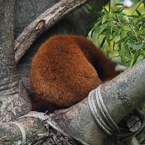 Nepalese red panda (Ailurus fulgens) sleeping in tree, 2020-10-19