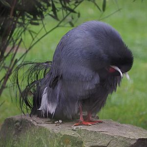 Blue eared pheasant (Crossoptilon auritum), 2020-10-19