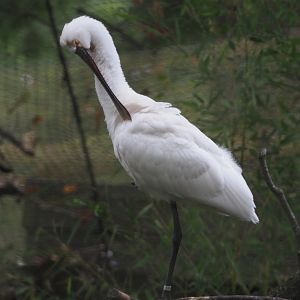 Eurasian spoonbill (Platalea leucorodia), 2020-10-19