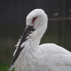Oriental white stork (Ciconia boyciana), 2020-10-19