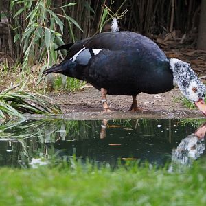 White-winged wood duck (Asarcornis scutulata), 2020-10-19
