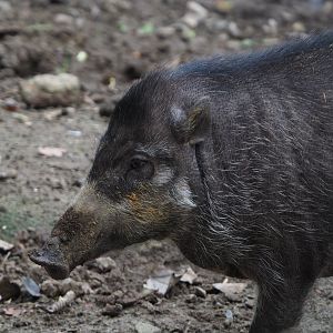 Negros Visayan warty pig (Sus cebifrons negrinus), 2020-10-19