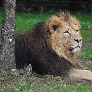 Asiatic lion (Panthera leo persica), 2020-10-19