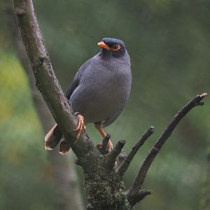 Bank myna (Acridotheres ginginianus), 2020-10-19