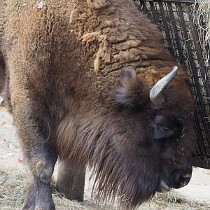 Wisent (Bison bonasus), 2020-10-19