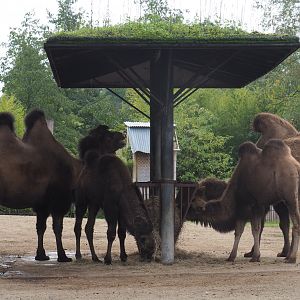 Bactrian camels (Camelus bactrianus) at feeding rack, 2020-10-19