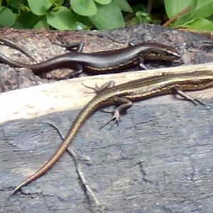 Papuan skink identification