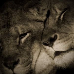 Lionesses