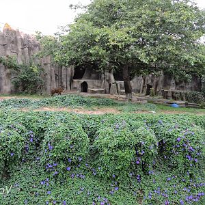 Big cat exhibit [2015]