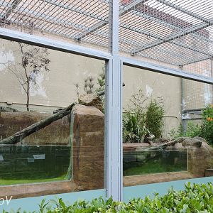 Fishing cat exhibit [2015]