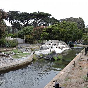 Magellanic penguin exhibit [2015]