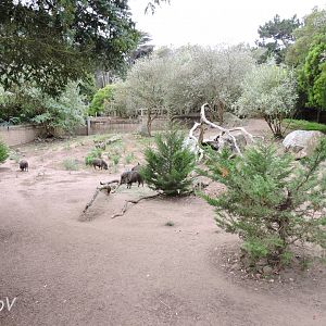 Chacoan peccary exhibit [2015]