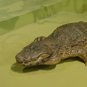 Broad-snouted caiman taxidermy - Museum of PUC Minas - Brazil
