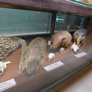 Various displays - Museum of PUC Minas - Brazil