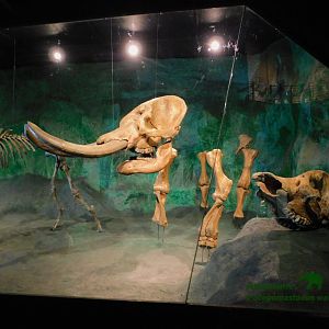 Mastodon - Museum of PUC Minas - Brazil