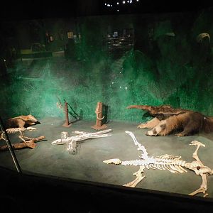 Anteaters display - Museum of PUC Minas - Brazil