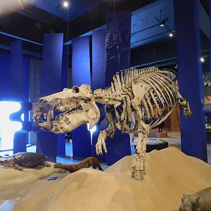 Hippo skeleton - Museum of PUC Minas - Brazil