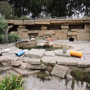 Grizzly bear exhibit [2015]