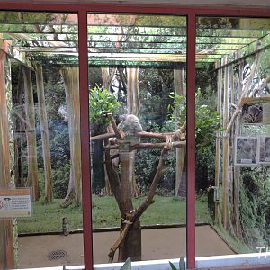 Koala exhibit [2015]