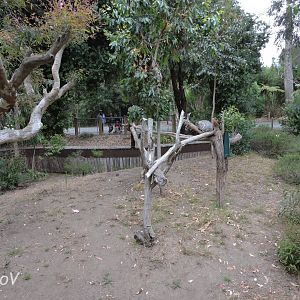 Koala exhibit [2015]