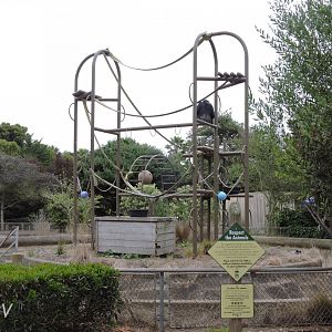 Chimpanzee exhibit [2015]