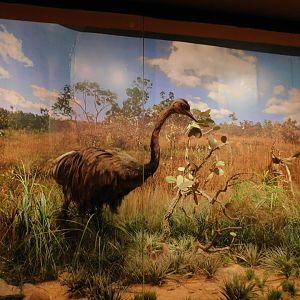 Cerrado biome diorama - Museum of PUC Minas - Brazil
