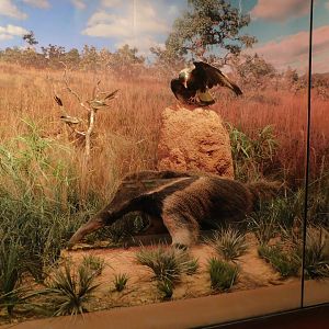 Cerrado biome diorama - Museum of PUC Minas - Brazil