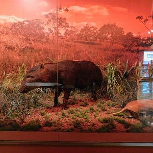 Cerrado biome diorama - Museum of PUC Minas - Brazil
