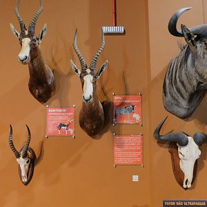Multiple taxidermies - Museum of PUC Minas - Brazil