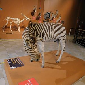 Plains zebra - Museum of PUC Minas - Brazil