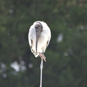 Wild wood stork [2017]