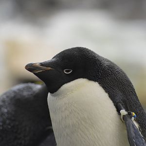 Adélie penguin [2017]