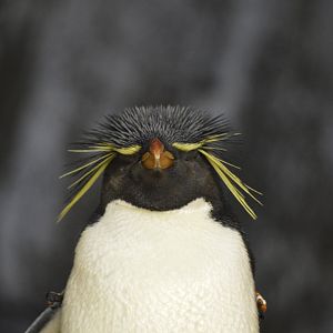 Rockhopper penguin [2017]