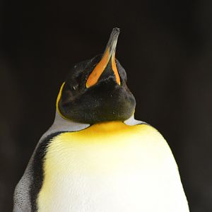 King penguin [2017]