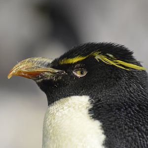 Rockhopper penguin [2017]