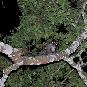 Lord Derby's anomalure or scaly-tailed squirrel (Anomalurus derbianus)