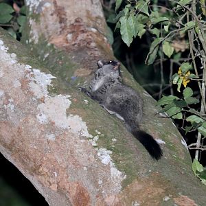Lord Derby's anomalure or scaly-tailed squirrel (Anomalurus derbianus)