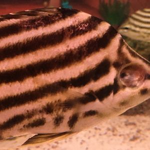 Stripey missing an eye