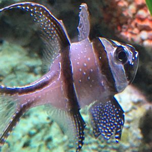 Banggai Cardinalfish